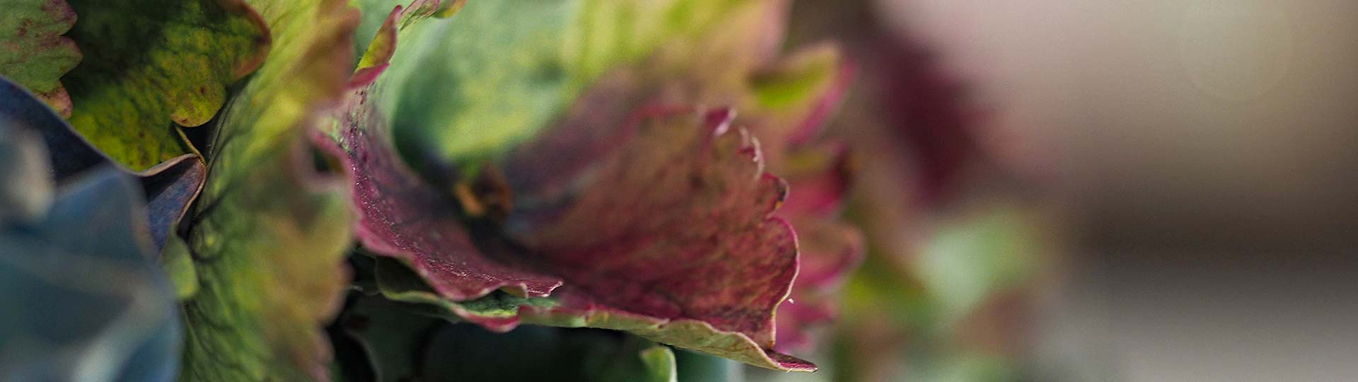 Anja Ersing - Individuelle Blumen Dekorationen, Ludwigsburg